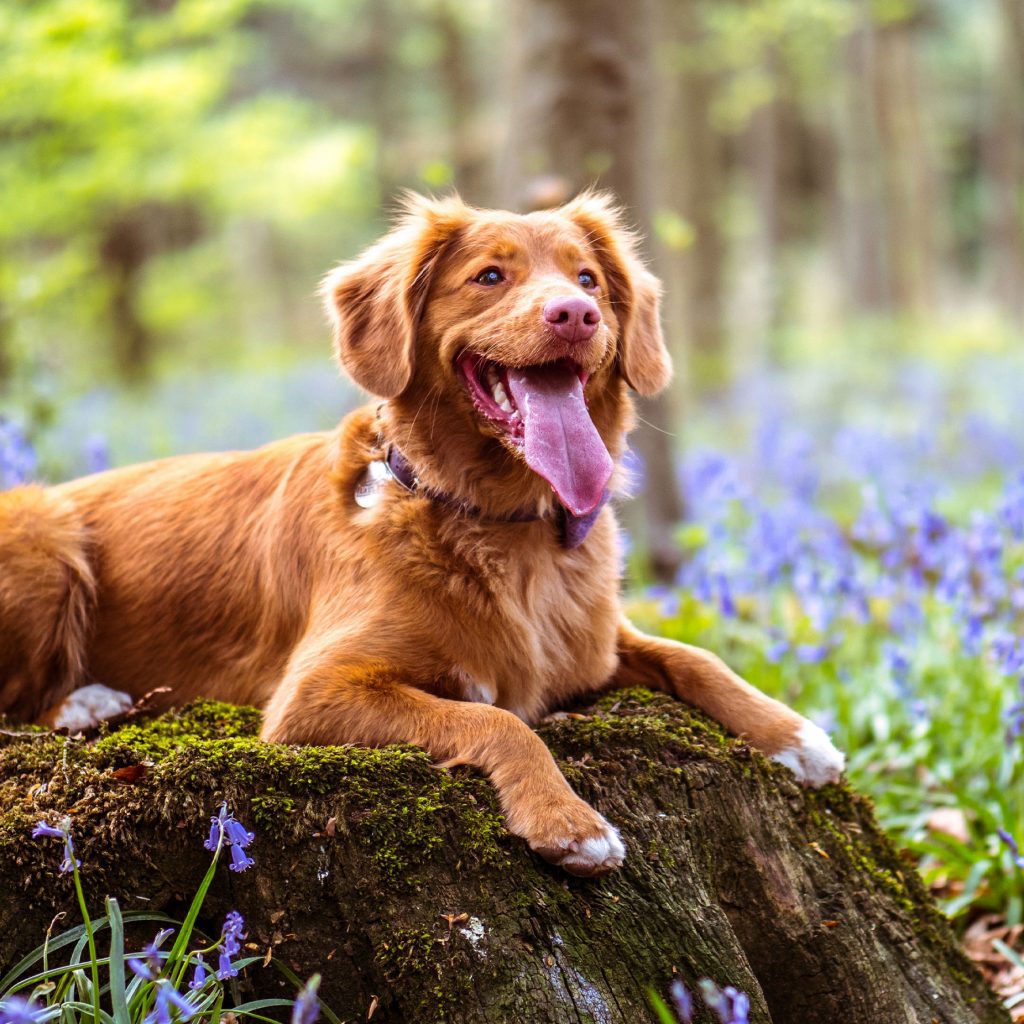dog sitting in flowers