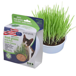 Oat Garden Grass Kit - Cat